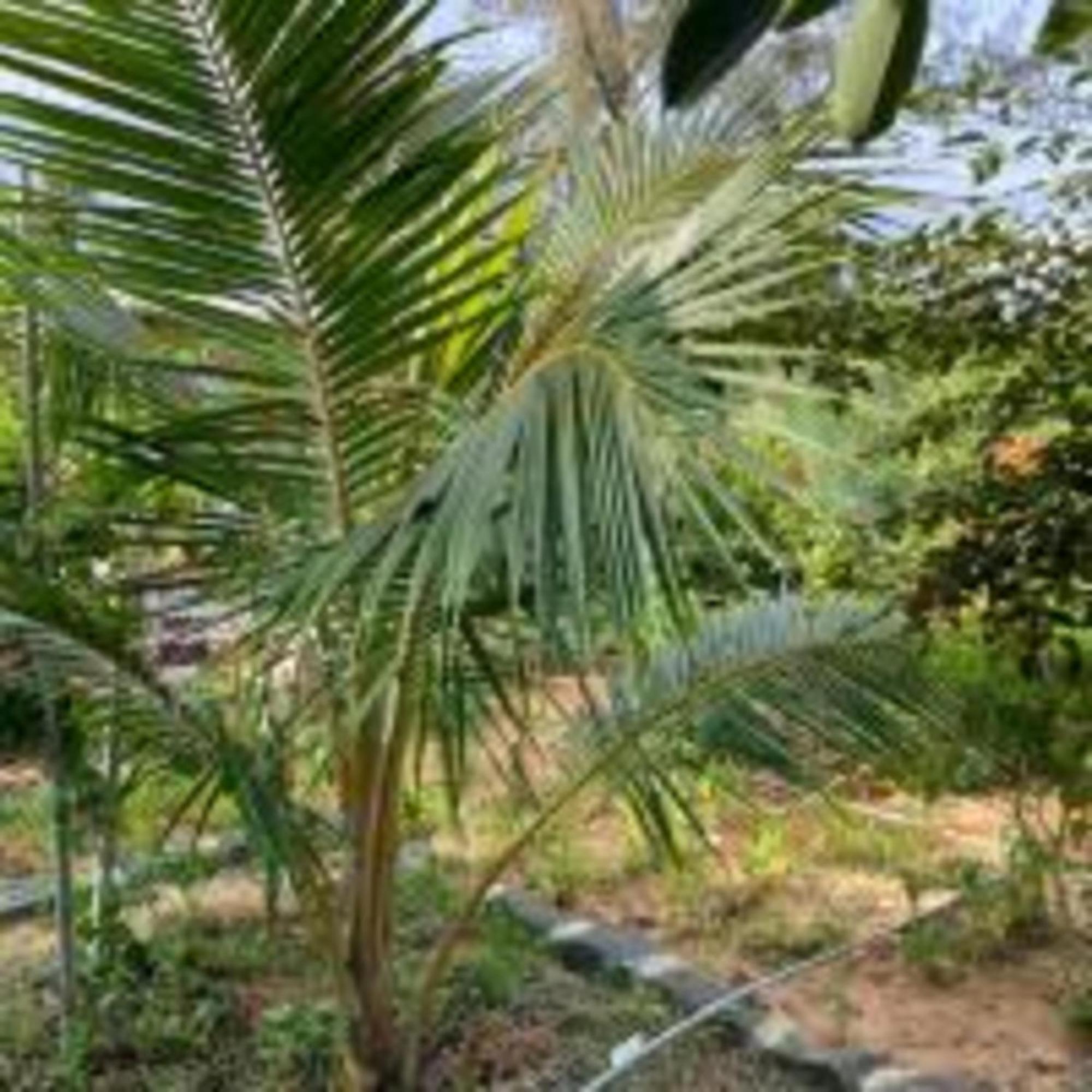 Duc Luu Quang Hotel Binh Thuan Tuy Phong Esterno foto